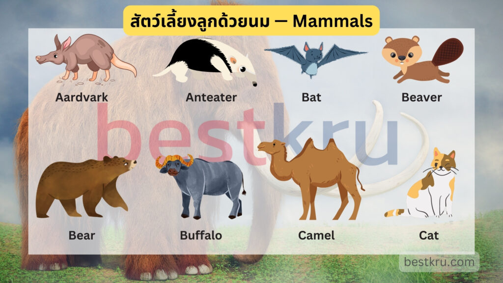 คำศัพท์ชื่อสัตว์ต่างๆ ภาษาอังกฤษ A-Z พร้อมคำอ่าน คำแปล – Bestkru