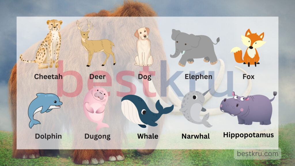 คำศัพท์ชื่อสัตว์ต่างๆ ภาษาอังกฤษ A-Z พร้อมคำอ่าน คำแปล – Bestkru