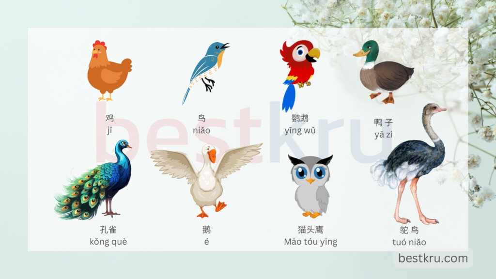 เรียนคำศัพท์ภาษาจีน สัตว์ 动物 ในหมวดหมู่ต่างๆ – Bestkru