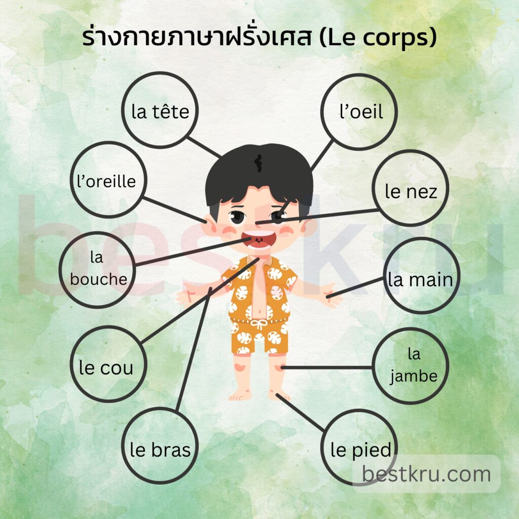 ศรีษะ = la tête (ลา แต๊ท)
คอ = le cou (เลอ กู)
ทรวงอก = la poitrine (ลา ปัวตรีน)
แขน = le bras (เลอ บรา)
นิ้ว = le doigt (เลอ ดวา)
เท้า = le pied (เลอ ปีเย)
ใบหน้า = le visage (เลอ วีซาจ)
ตา (2 ข้าง) = les yeux (เล เยอ)
ตาข้างเดียว = l’oeil (เล่ย)
มือ = la main (ลา แมง)
จมูก = le nez (เลอ เน)
ปาก = la bouche (ลา บุช)
ขา = la jambe (ลา ฌ็องบ์)
เข่า = le genou (เลอ เฌอนู)