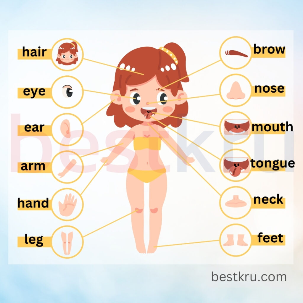 ส่วนประกอบของร่างกายภาษาอังกฤษ (Parts of body) เบื้องต้น ผมภาษาอังกฤษ hair ตาภาษาอังกฤษ eye หูภาษาอังกฤษ ear ปากภาษาอังกฤษ mouth จมูกภาษาอังกฤษ nose คอภาษาอังกฤษ neck แขนภาษาอังกฤษ arm ขาภาษาอังกฤษ leg เท้าภาษาอังกฤษ feet