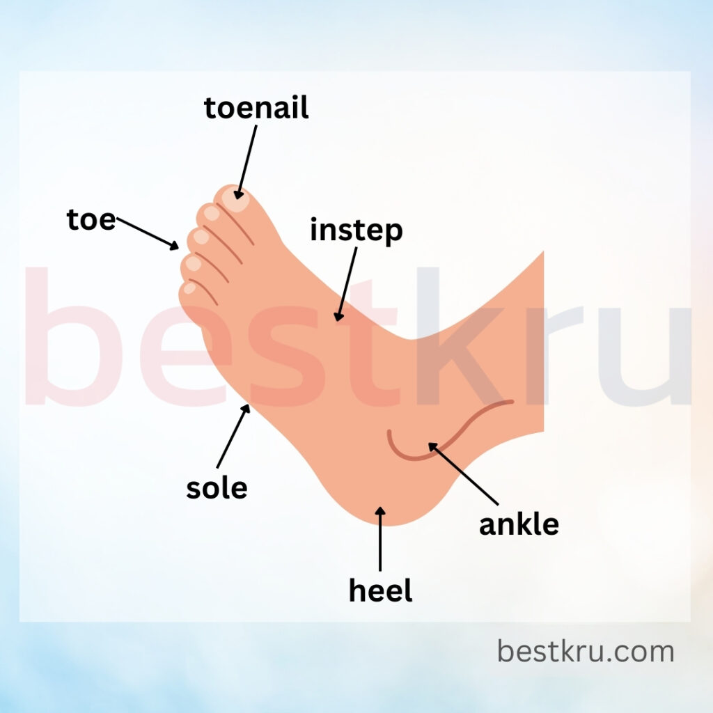 ส่วนประกอบเท้าภาษาอังกฤษ (Parts of foot) เท้าภาษาอังกฤษ foot ข้อเท้าภาษาอังกฤษ ankle ฝ่าเท้าภาษาอังกฤษ sole ส้นเท้าภาษาอังกฤษ heel นิ้วเท้าภาษาอังกฤษ toe