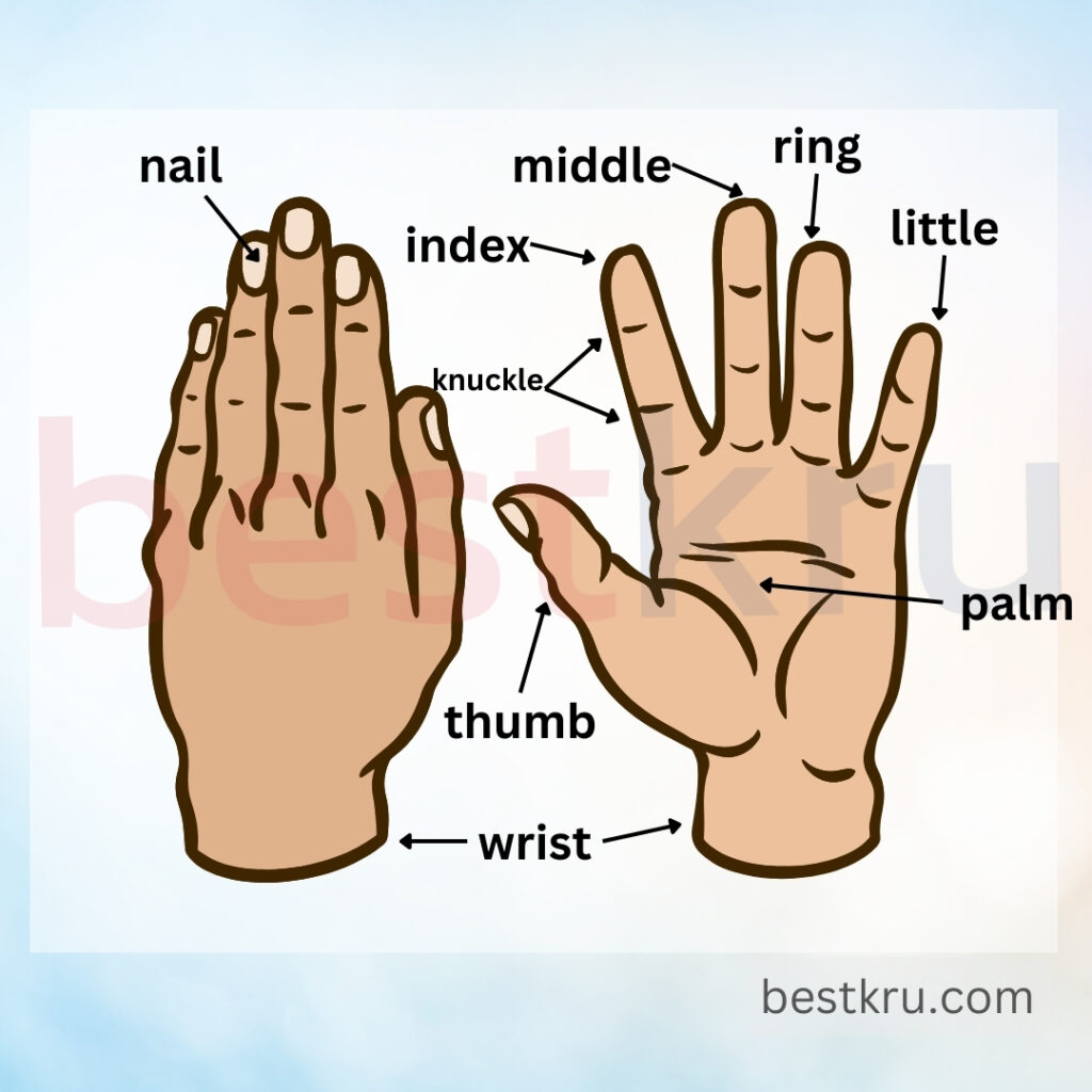 ส่วนประกอบของมือภาษาอังกฤษ (Parts of hand) มือภาษาอังกฤษ Hand ฝ่ามือ palm นิ้วมือ fingers ข้อมือ wrist