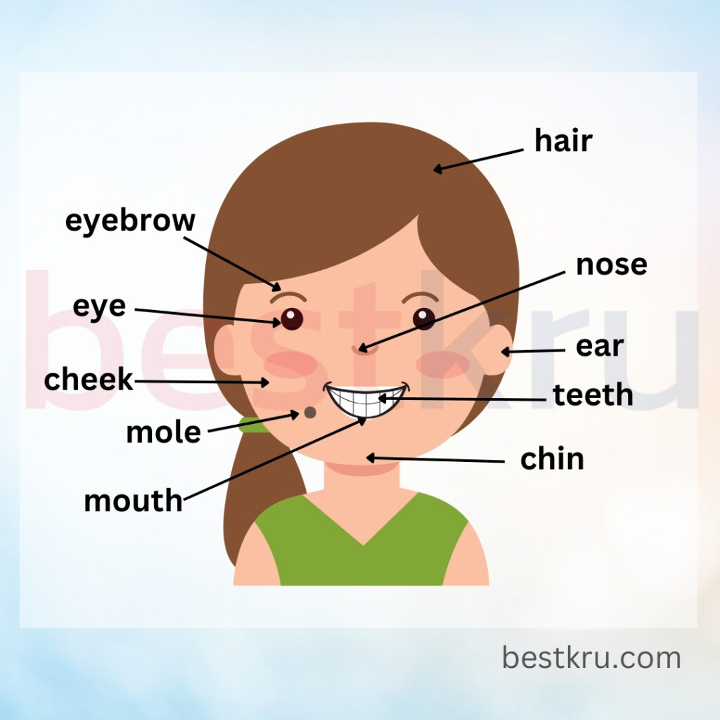 ส่วนประกอบใบหน้าภาษาอังกฤษ (parts of face) ผมภาษาอังกฤษ hair คิ้วภาษาอังกฤษ eyebrow ตาภาษาอังกฤษ eye จมูกภาษาอังกฤษ nose หูภาษาอังกฤษ ear ปากภาษาอังกฤษ mouth ฟันภาษาอังกฤษ teeth ใฝภาษาอังกฤษ mole แก้มภาษาอังกฤษ cheek